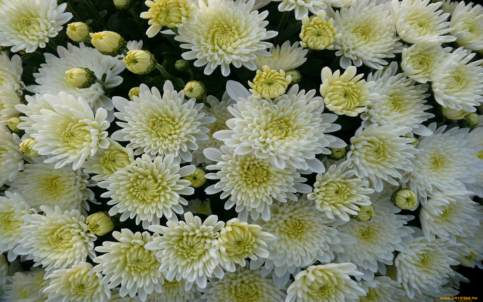 Хризантемы белый Дубок